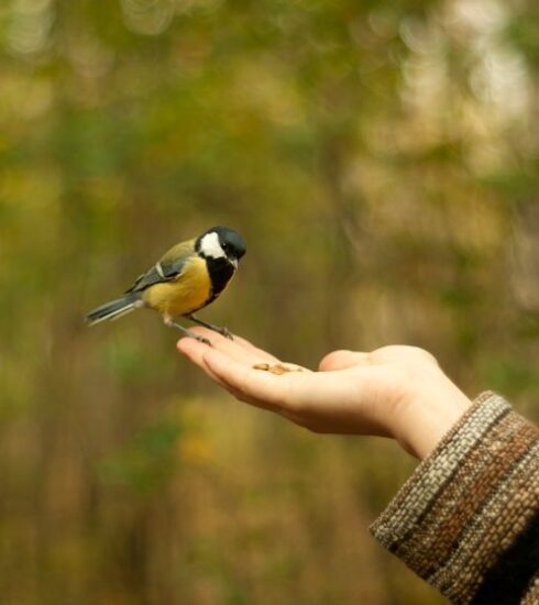 pajarito comiendo de la mano de una mujer