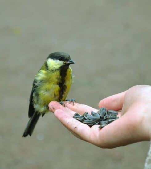 Pajarito comiendo de la mano de una persona