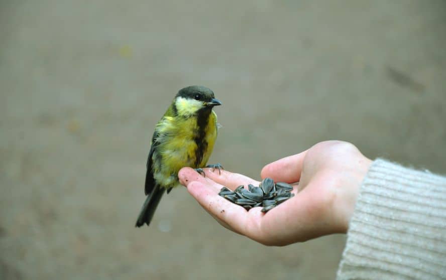 Pajarito comiendo de la mano de una persona